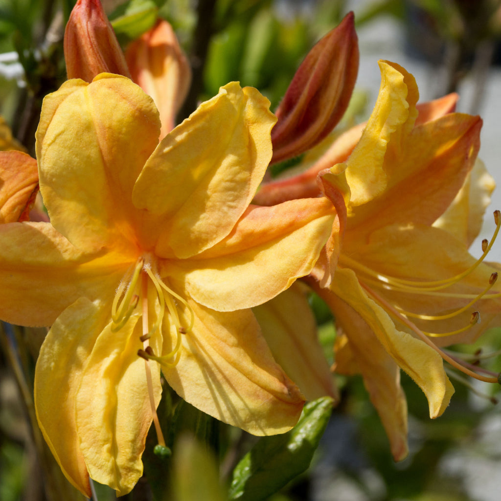 Golden Lights Azalea (Northern Lights Series)