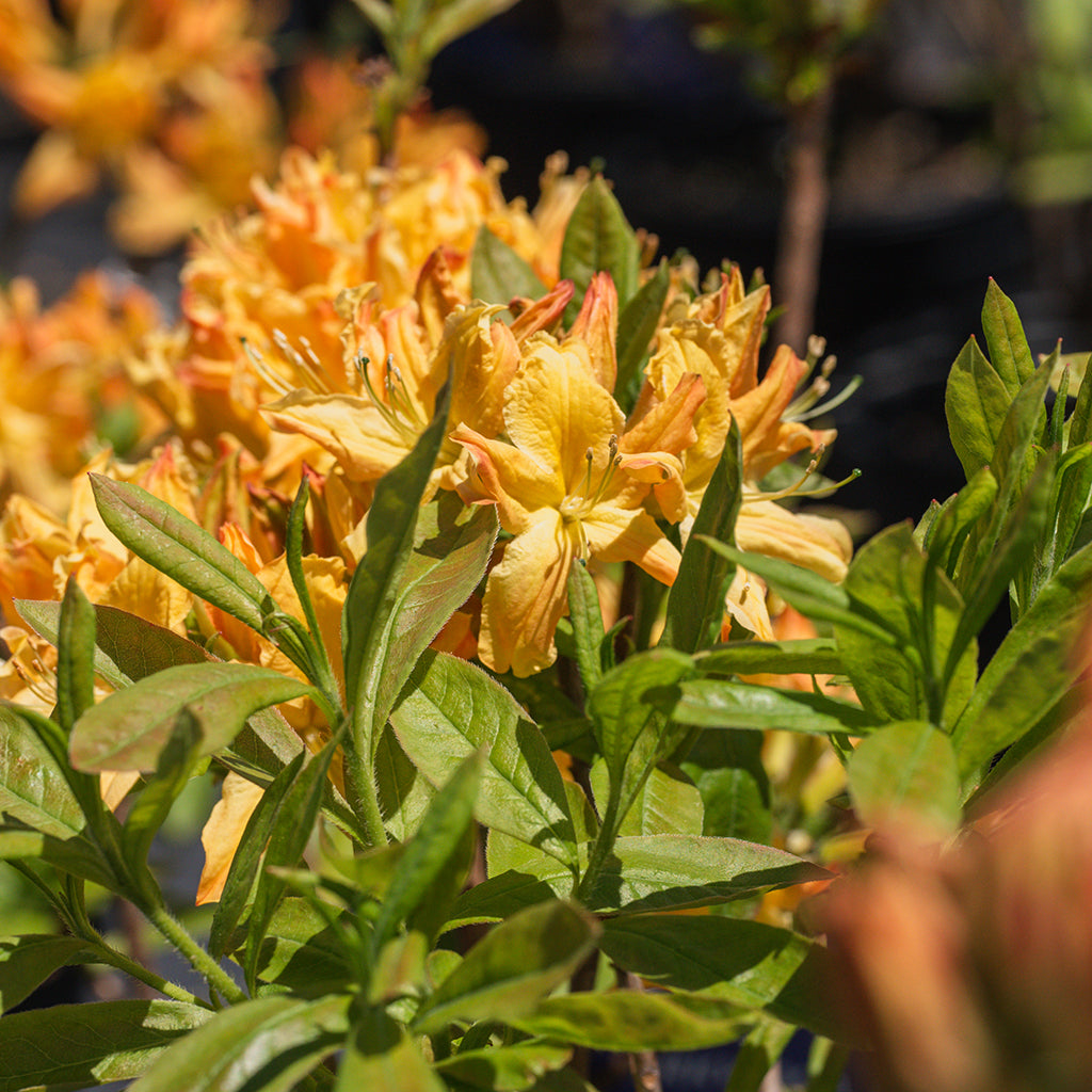 Golden Lights Azalea (Northern Lights Series)