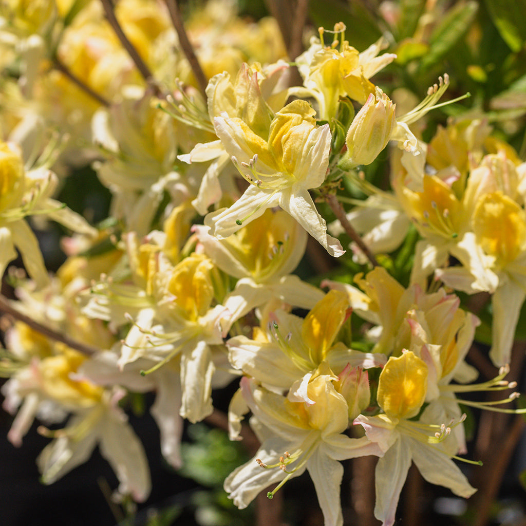 Northern Hi-Lights Azalea (Northern Lights Series)
