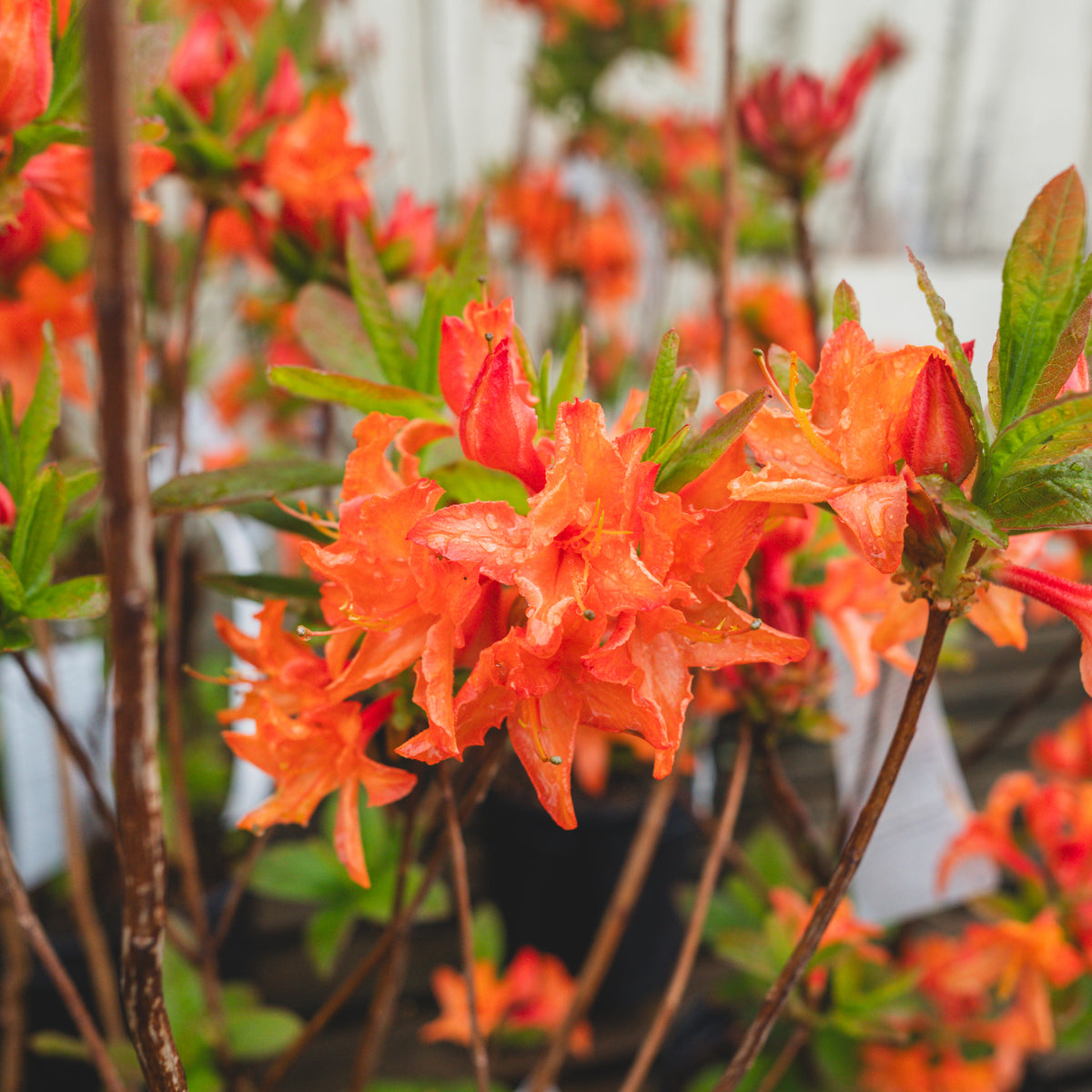 Mandarin Lights Azalea (Northern Lights Series) # 2 Container