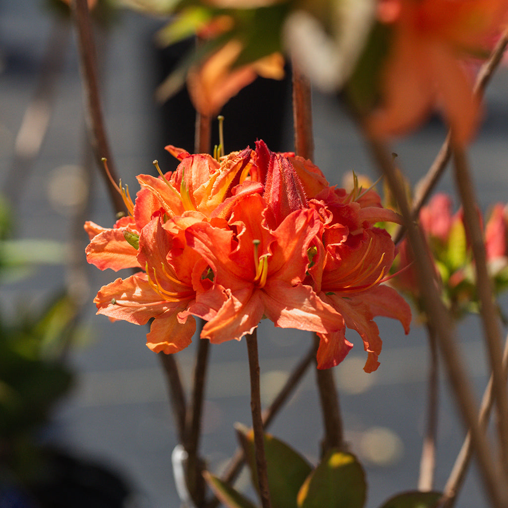 Mandarin Lights Azalea (Northern Lights Series) # 2 Container