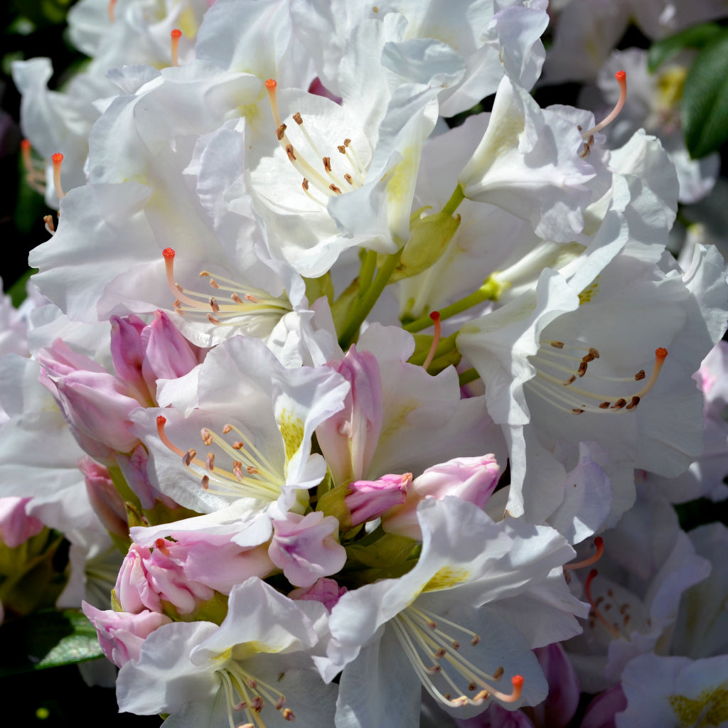 Catawba Album Rhododendron