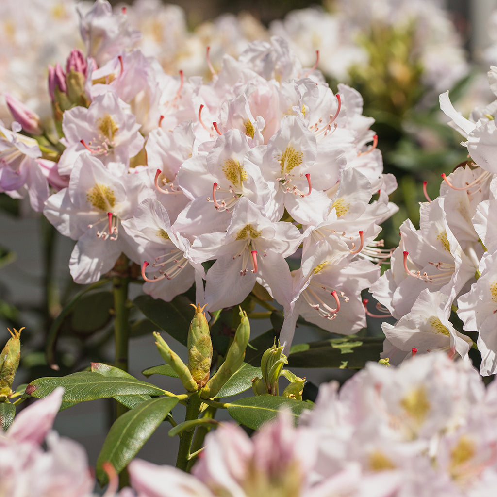 Catawba Album Rhododendron