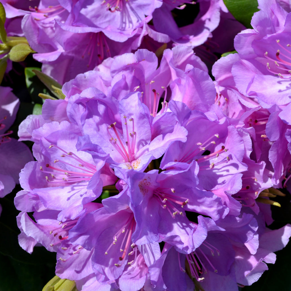 Catawba Boursault Rhododendron