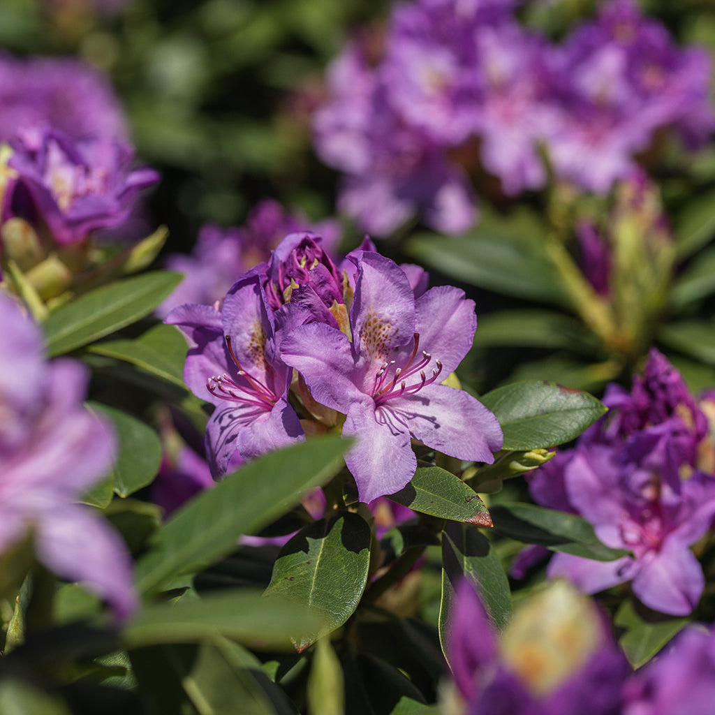 Catawba Boursault Rhododendron