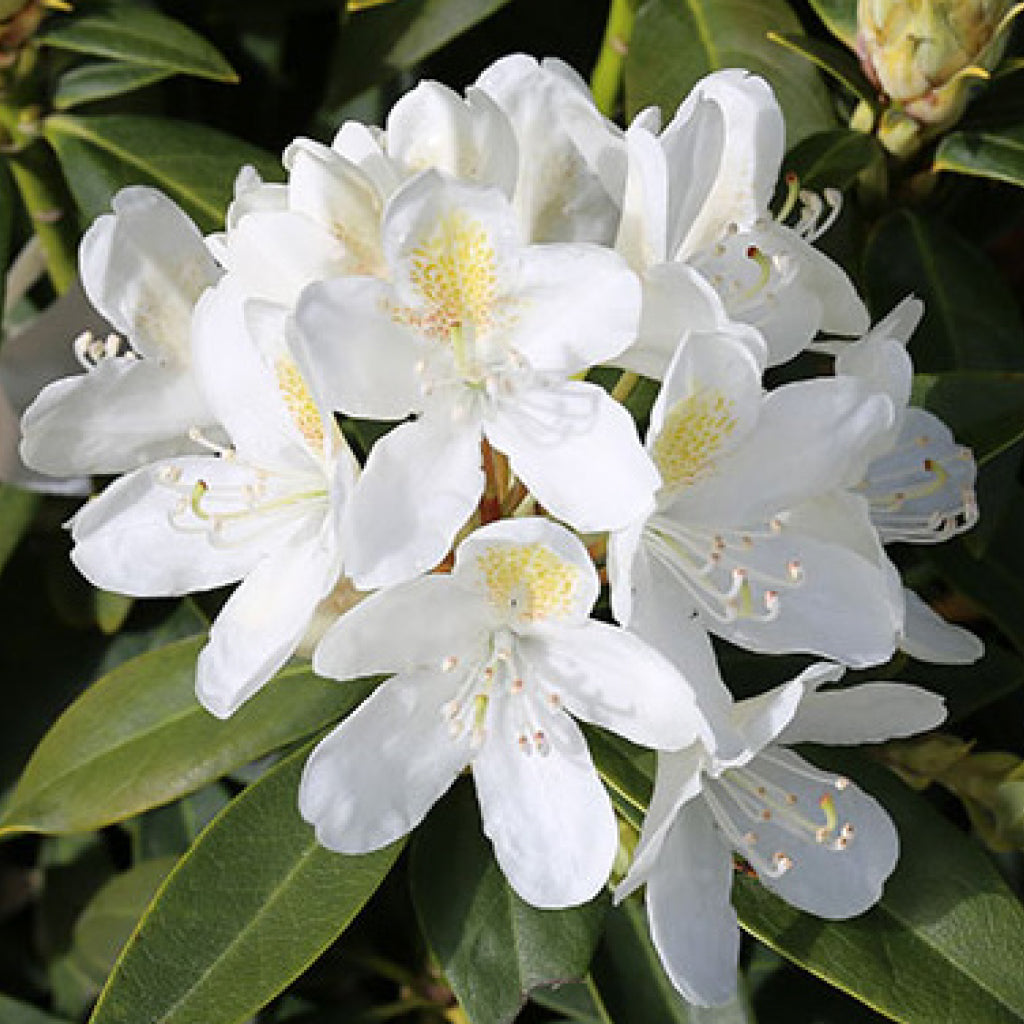 Best suited for growing zones 5-9, this Rhododendron grows compact white blooms with a splash of yellow and contrasting narrow dark green leaves.