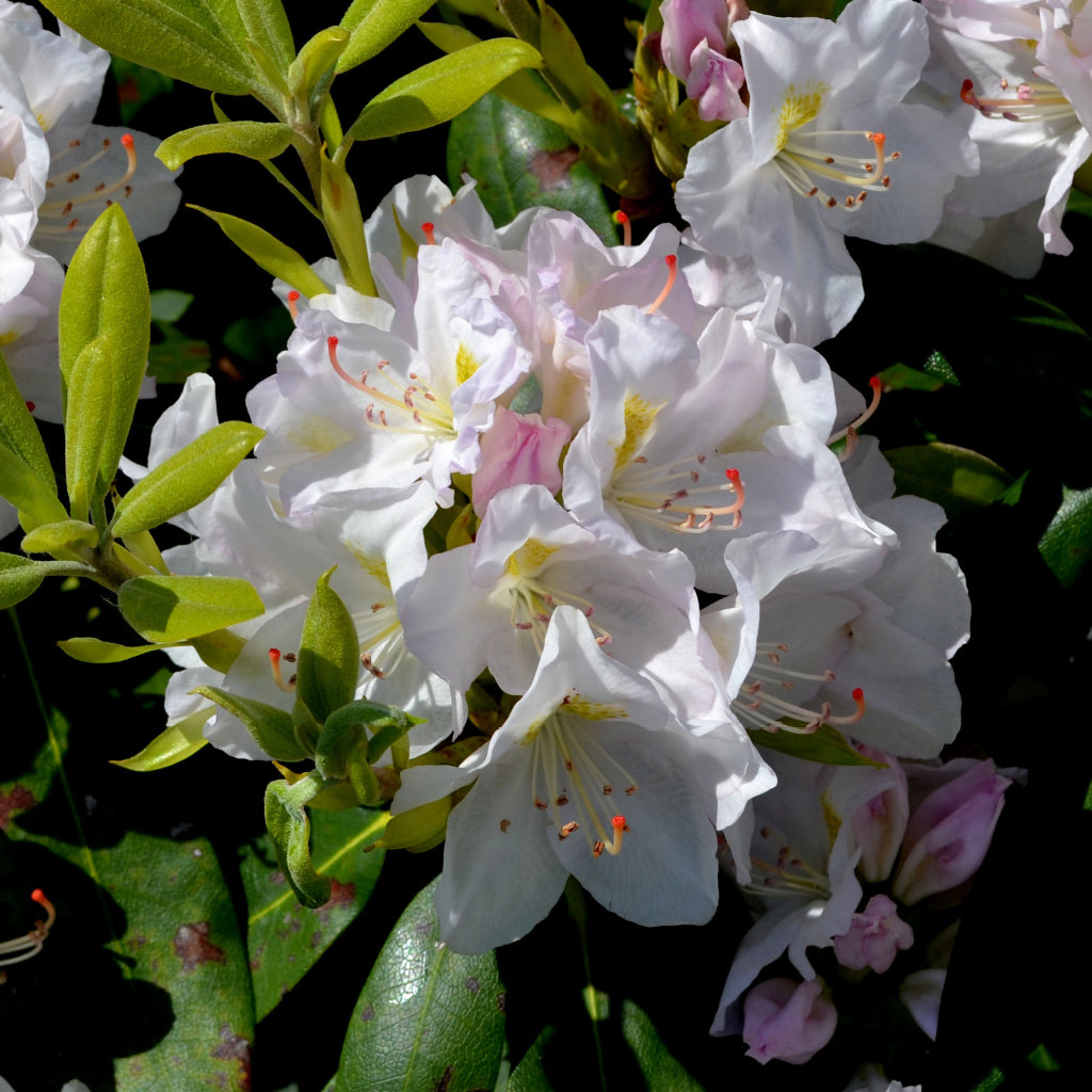 Catawba Cunningham&#39;s White Rhododendron