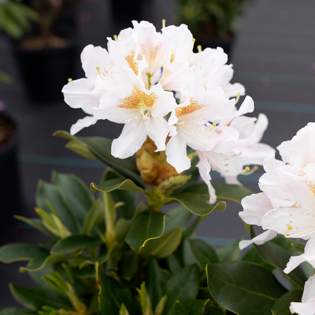 Catawba Cunningham's White Rhododendron