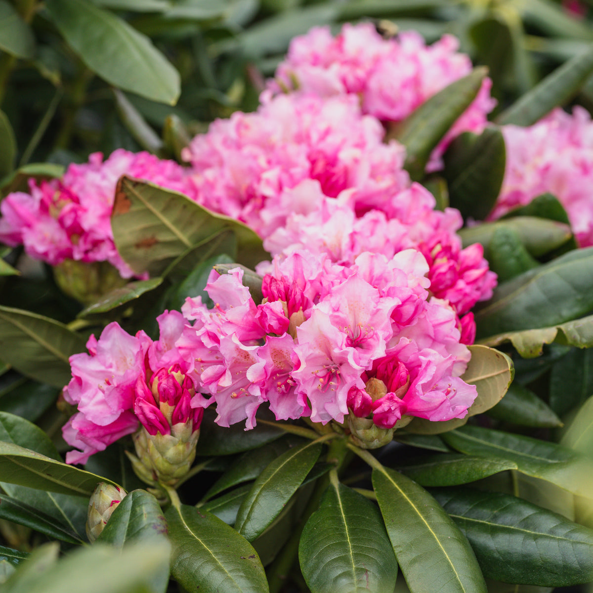 Haaga Rhododendron