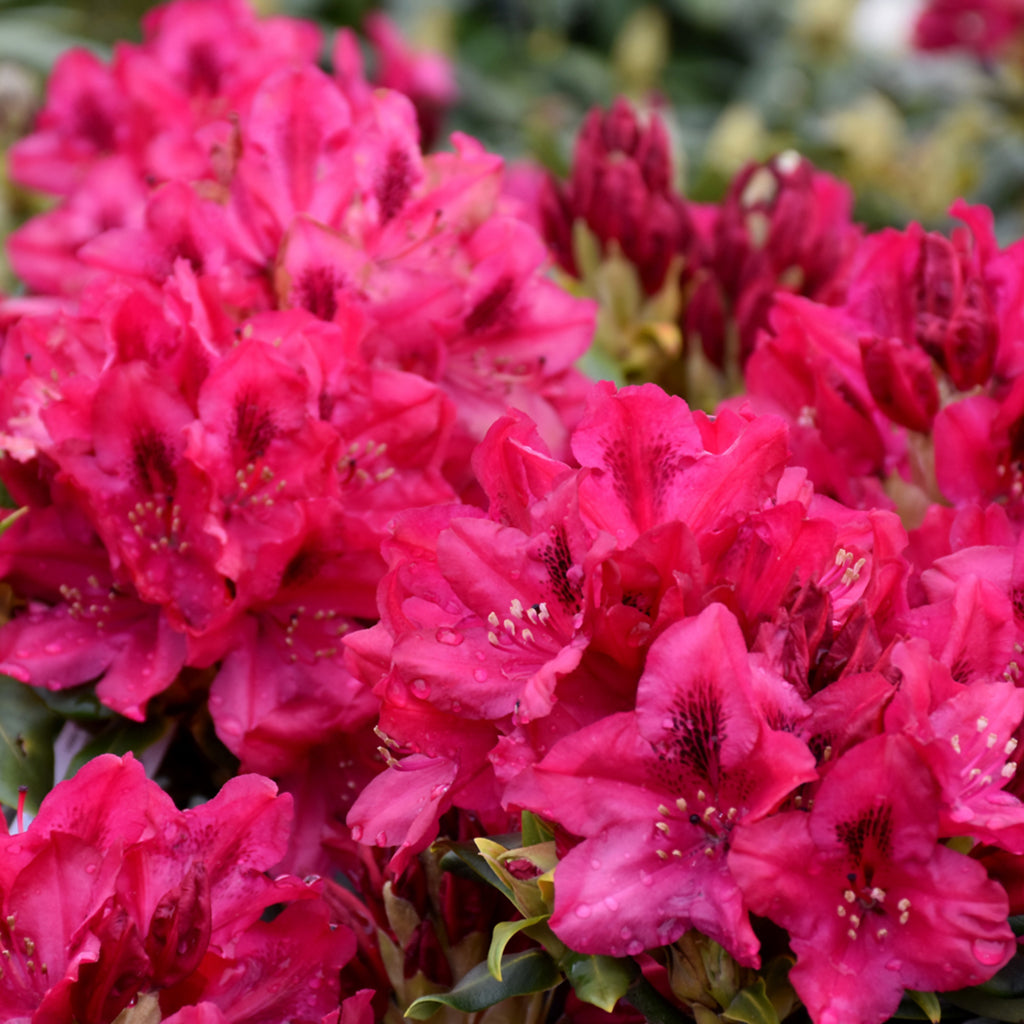 Nova Zembla Rhododendron