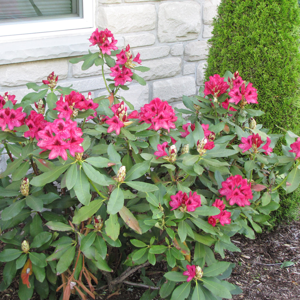 Nova Zembla Rhododendron