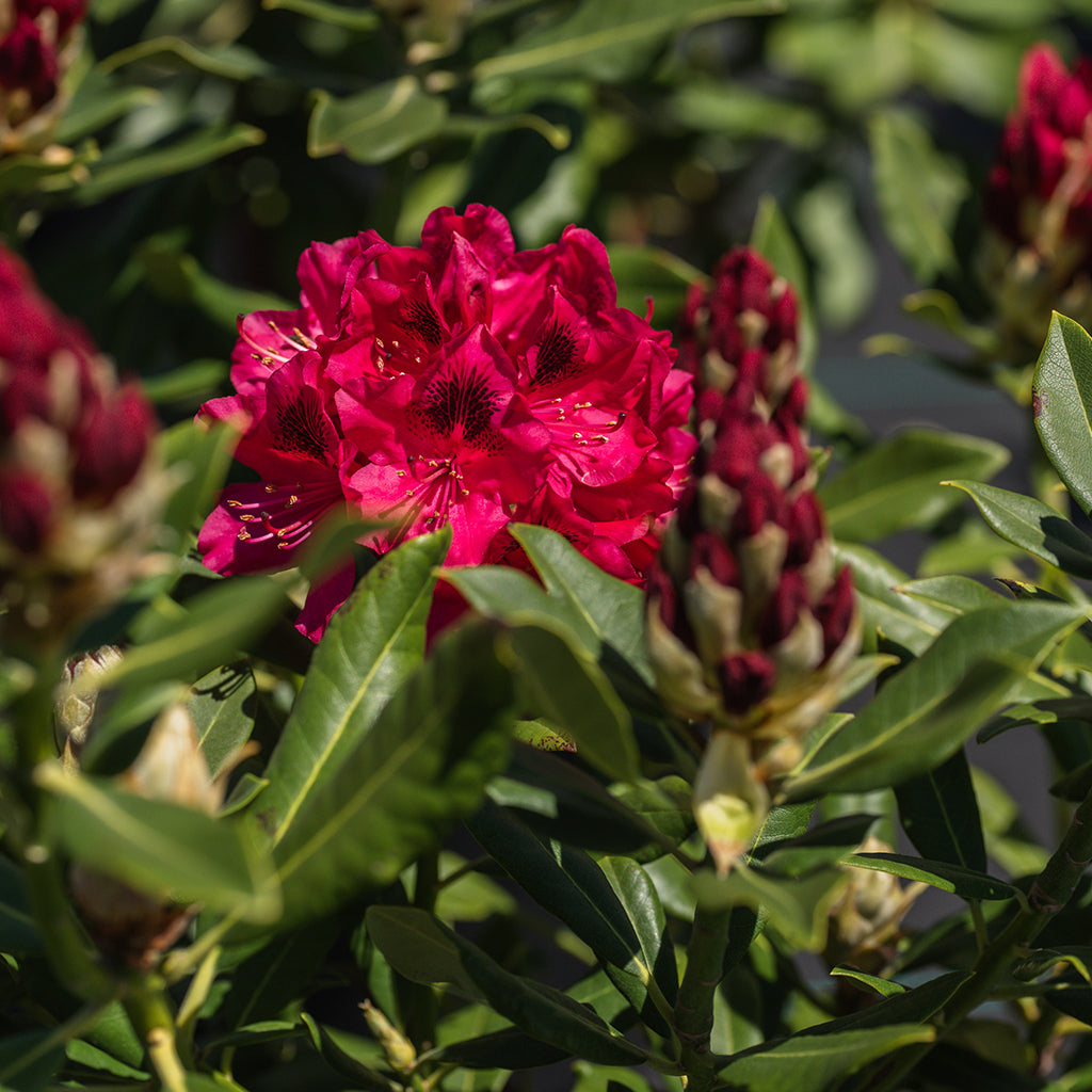 Nova Zembla Rhododendron