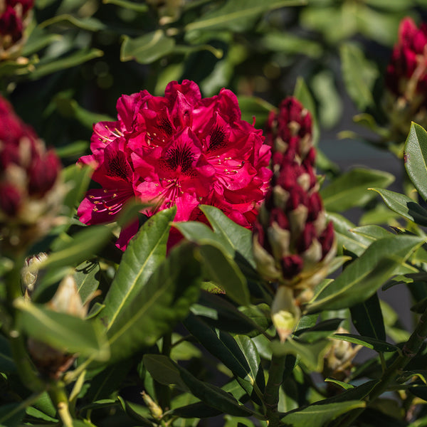 Nova Zembla Rhododendron