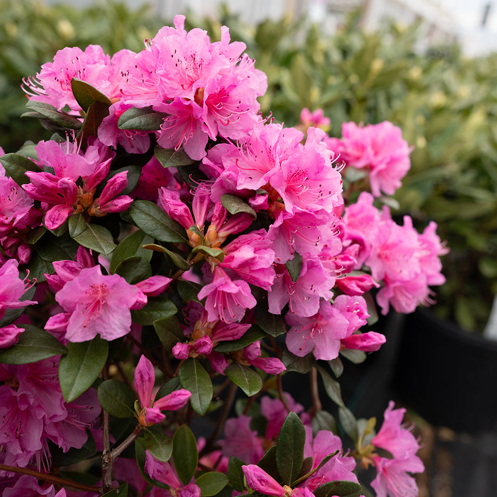 Olga Mezitt Rhododendron