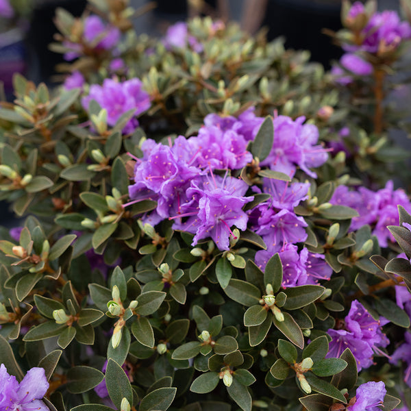 Purple Gem Rhododendron # 3 Container