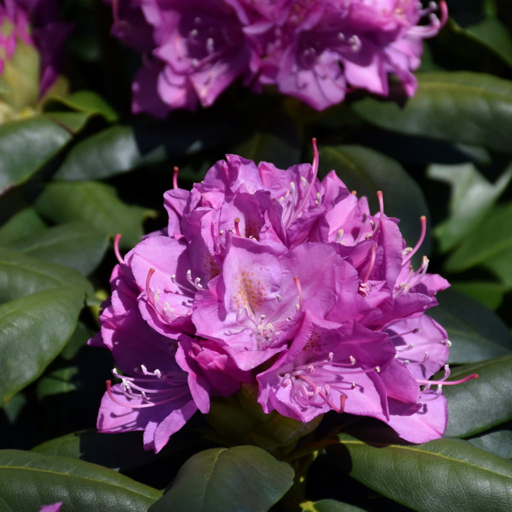 Roseum Elegans Rhododendron # 3 Container