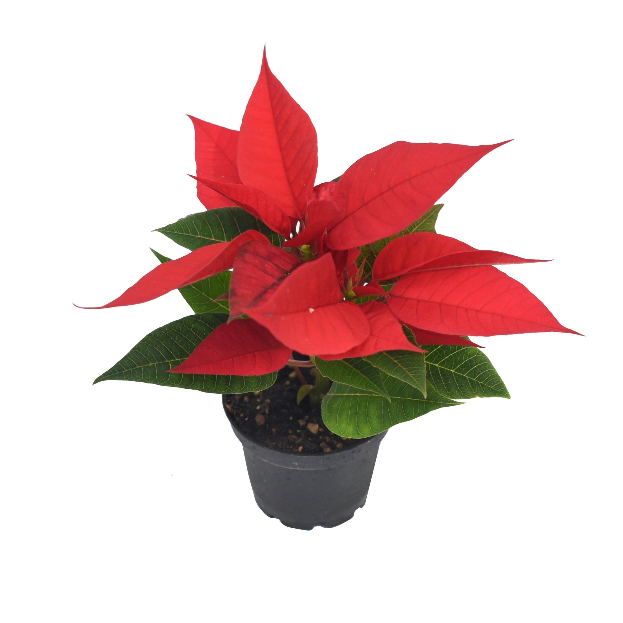 Poinsettia 2.5"