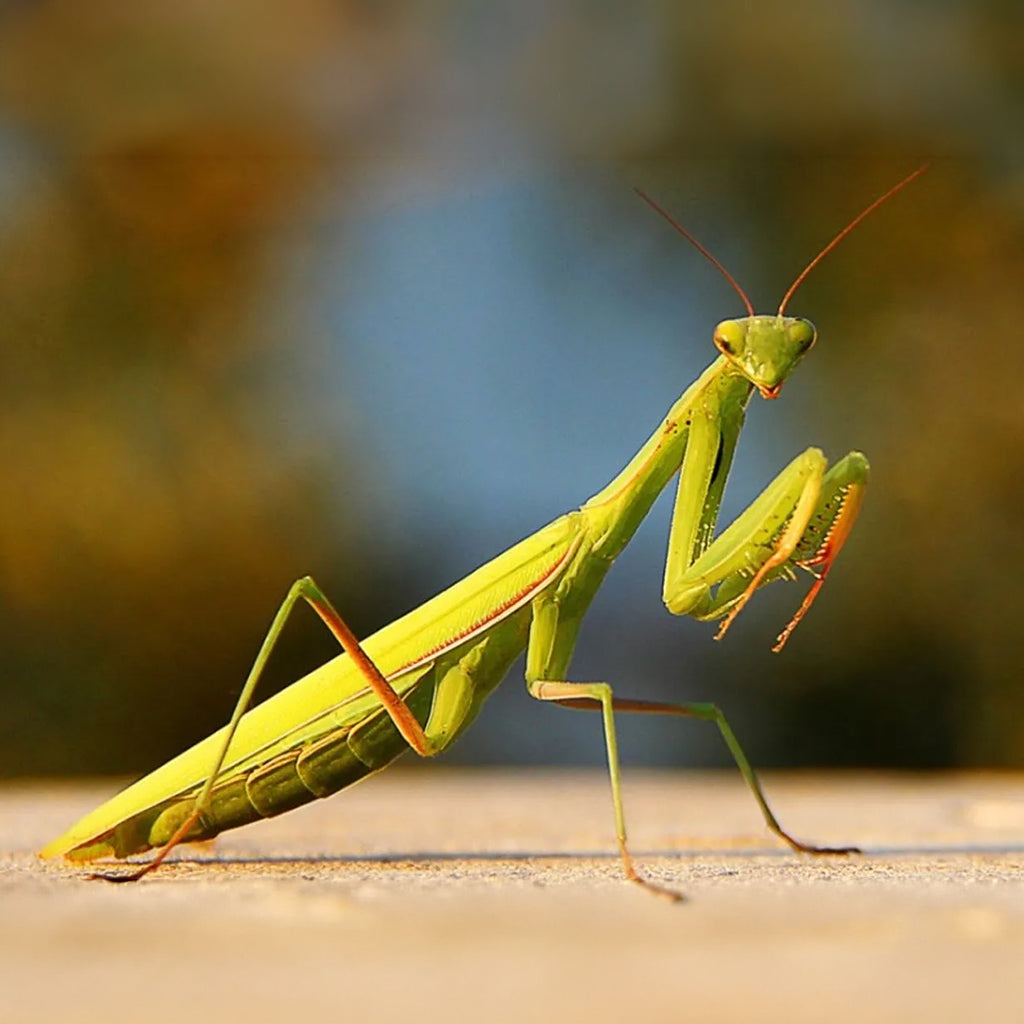 Praying Mantis 1 Egg