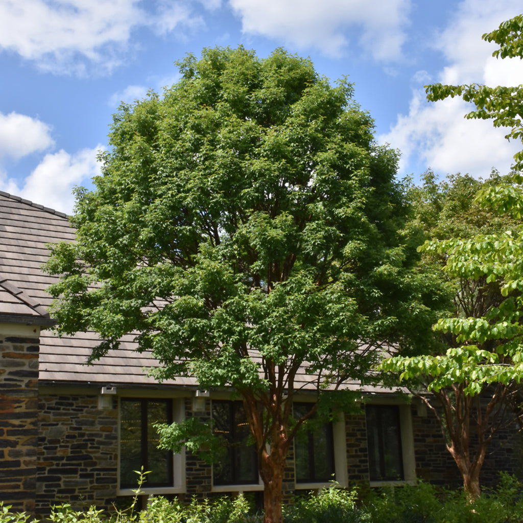 Paperbark Maple