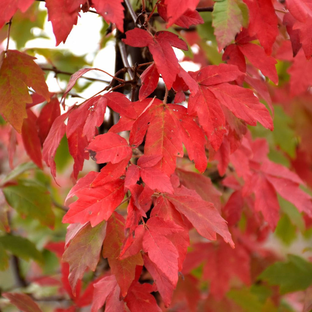 Paperbark Maple