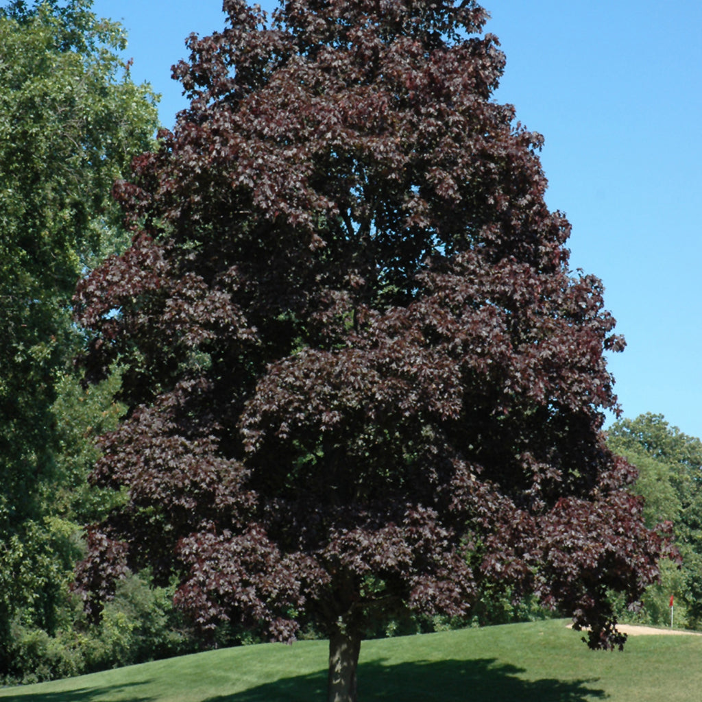 Crimson King Norway Maple