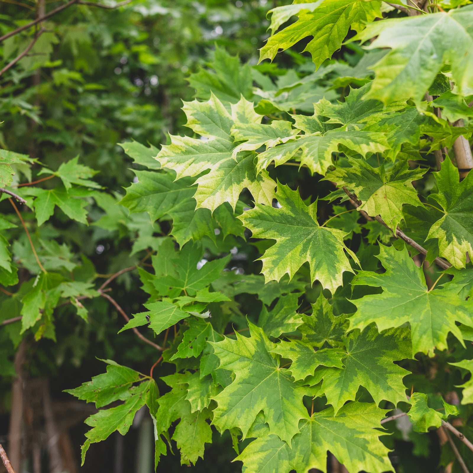 Harlequin Norway Maple  #15 Container