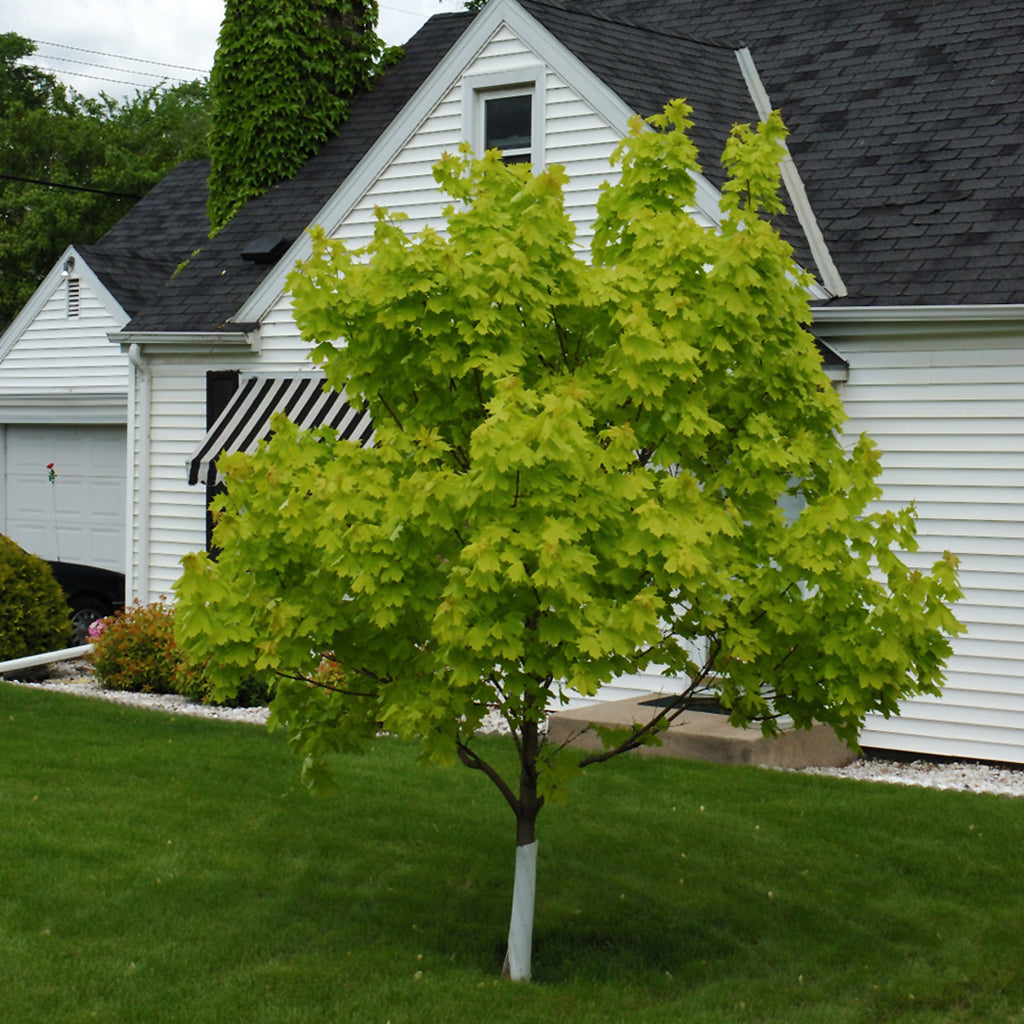 Princeton Gold Norway Maple