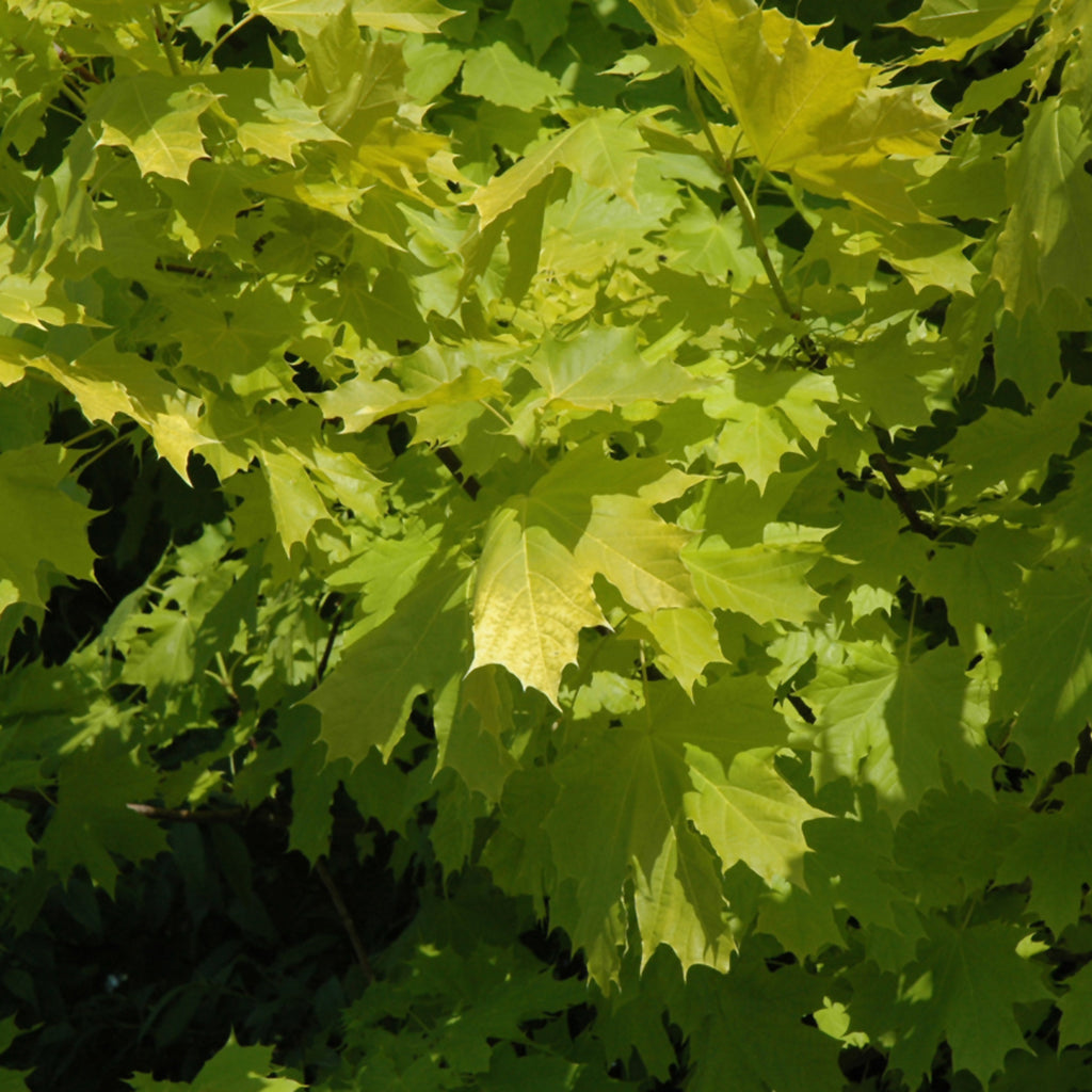 Princeton Gold Norway Maple