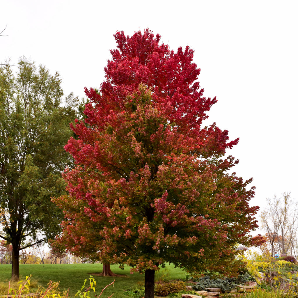Red Sunset® Red Maple