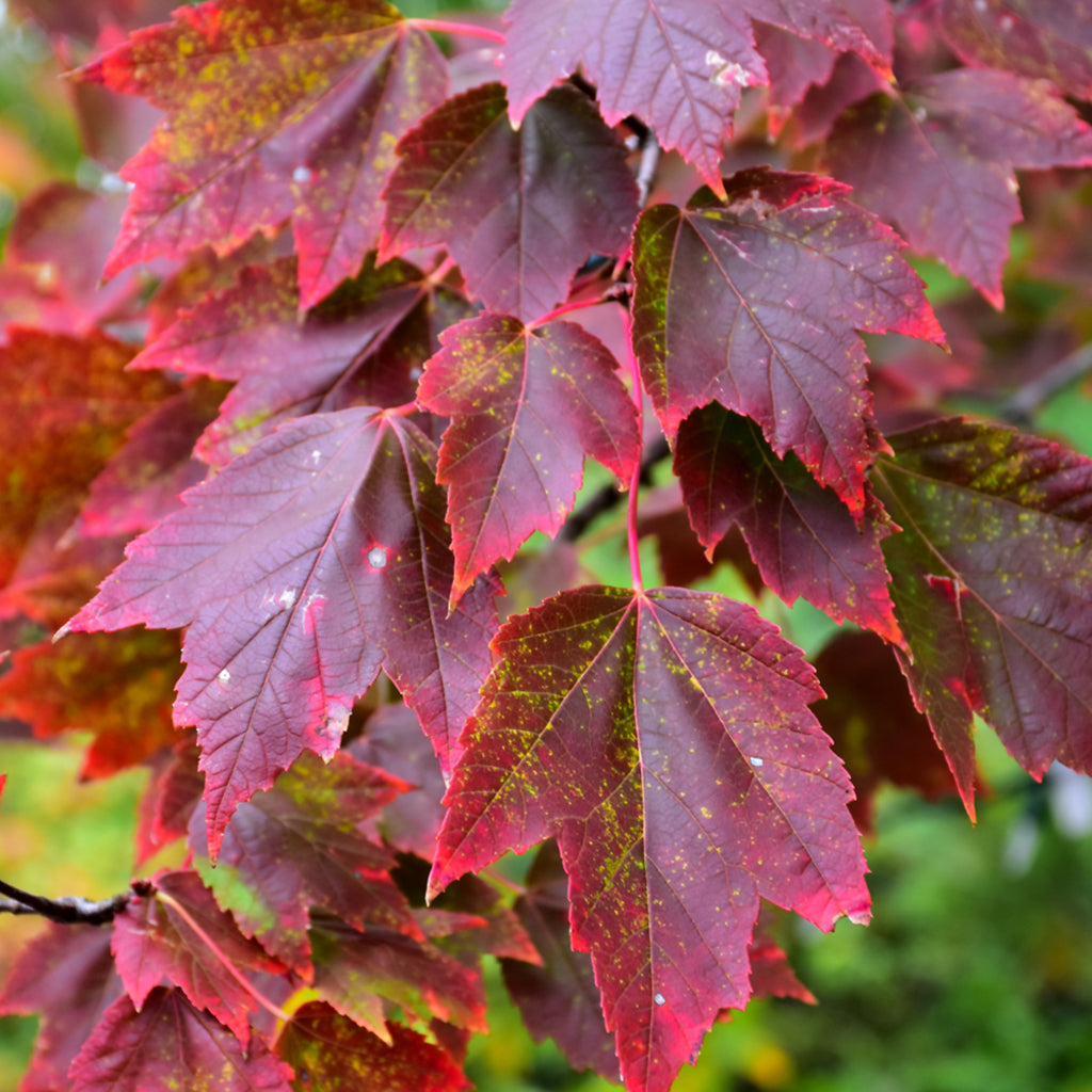 Red Sunset® Red Maple