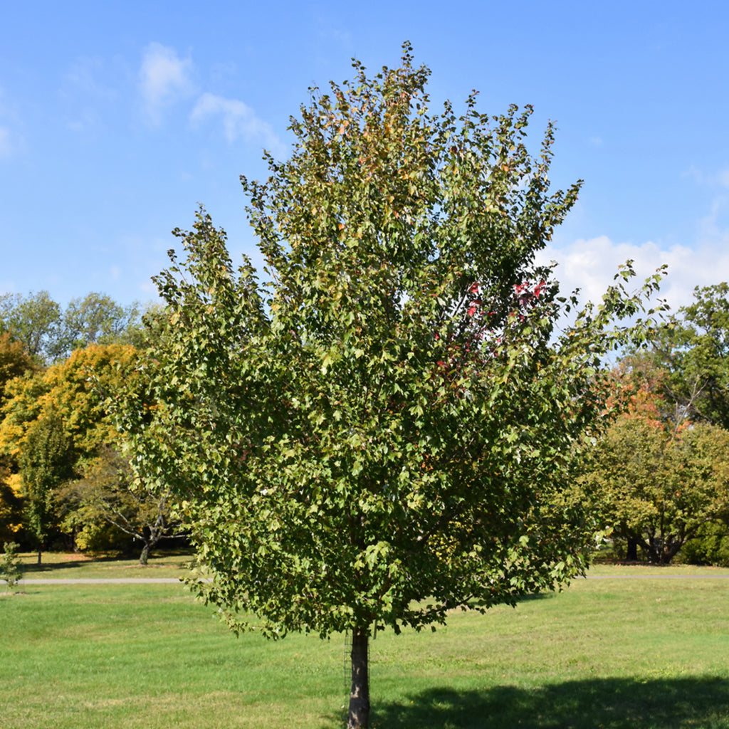 Red Sunset® Red Maple