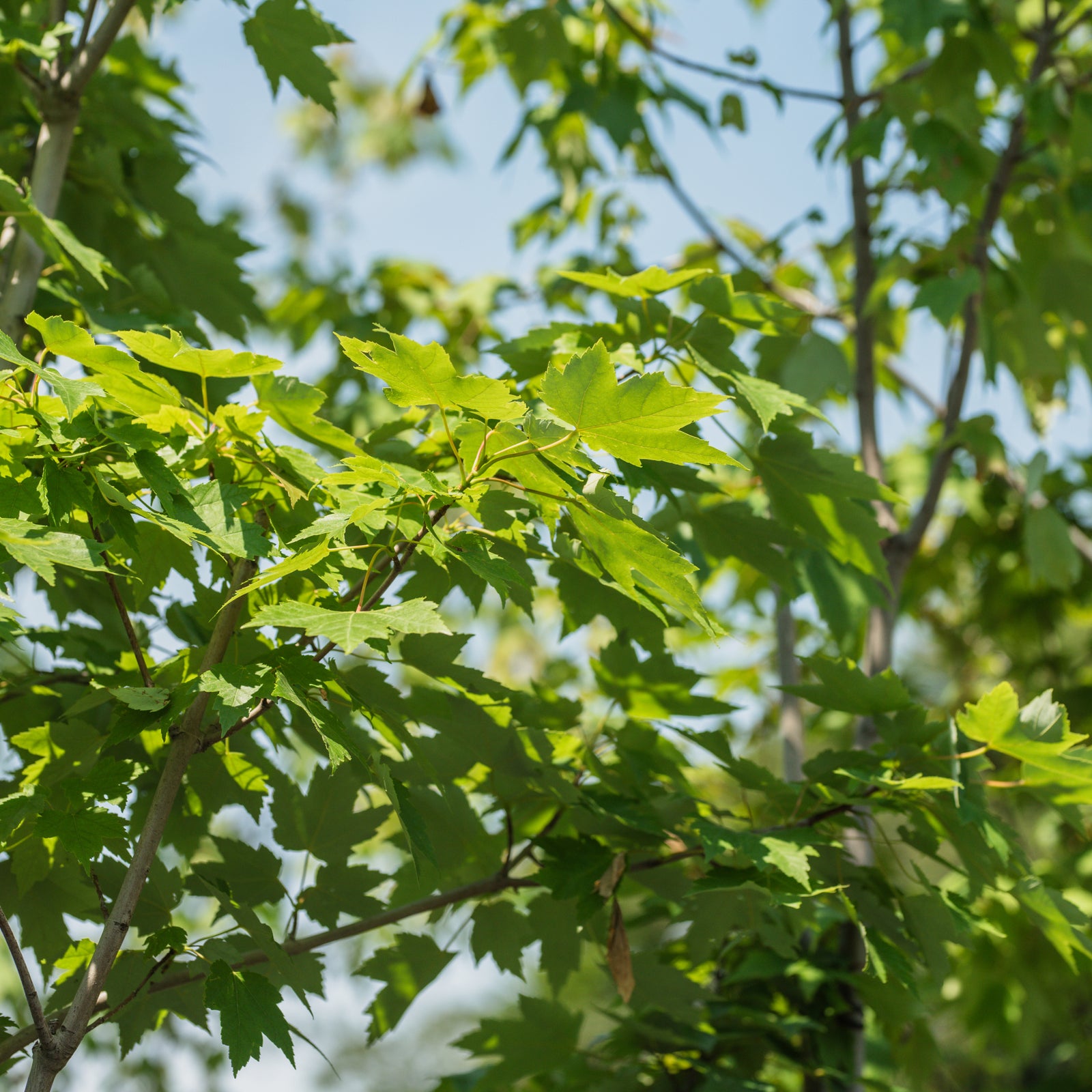 Red Maple