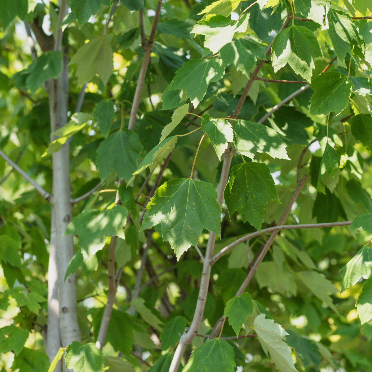 Red Maple