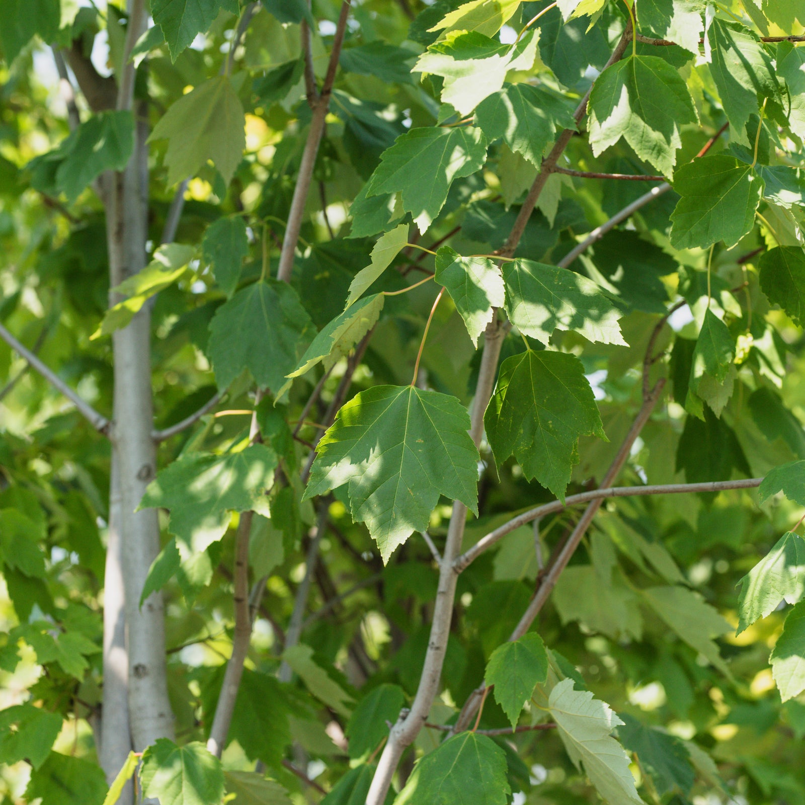 Red Maple
