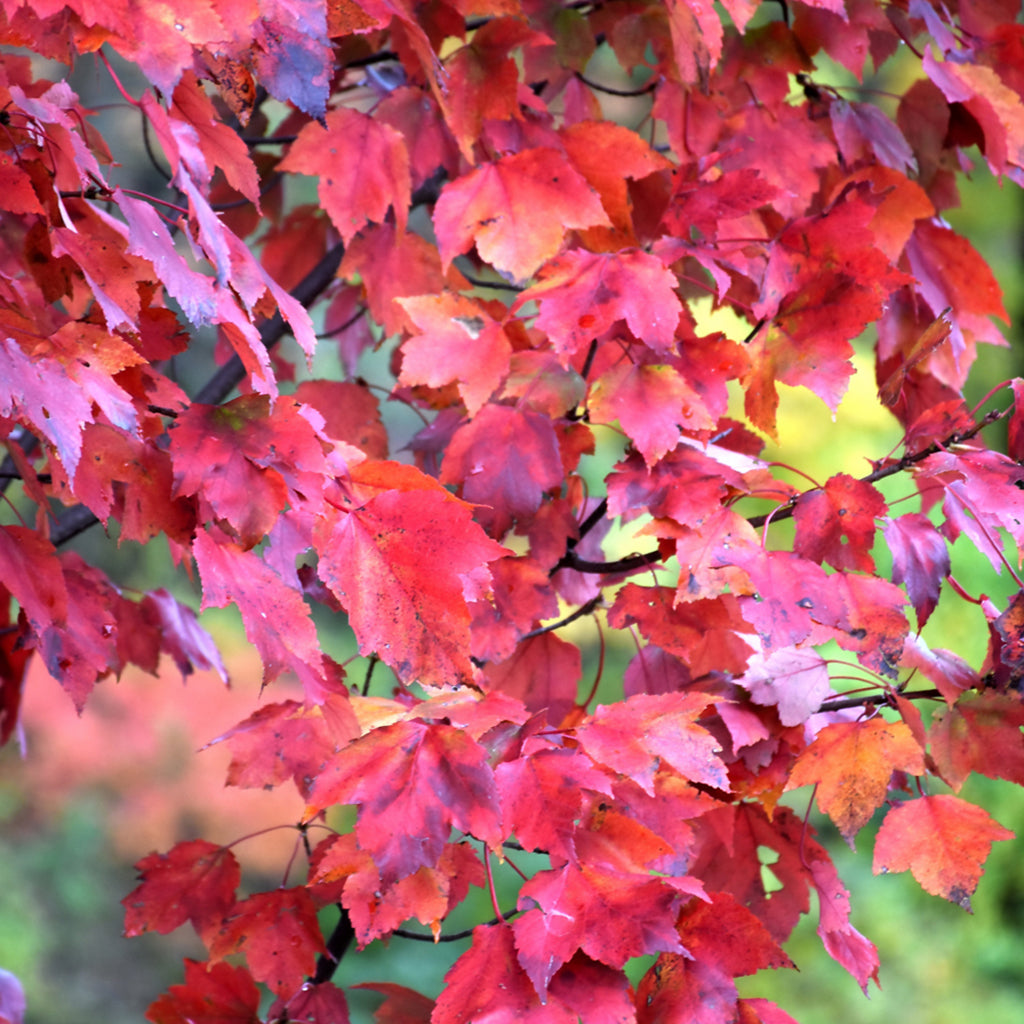 Red Maple #15 CG