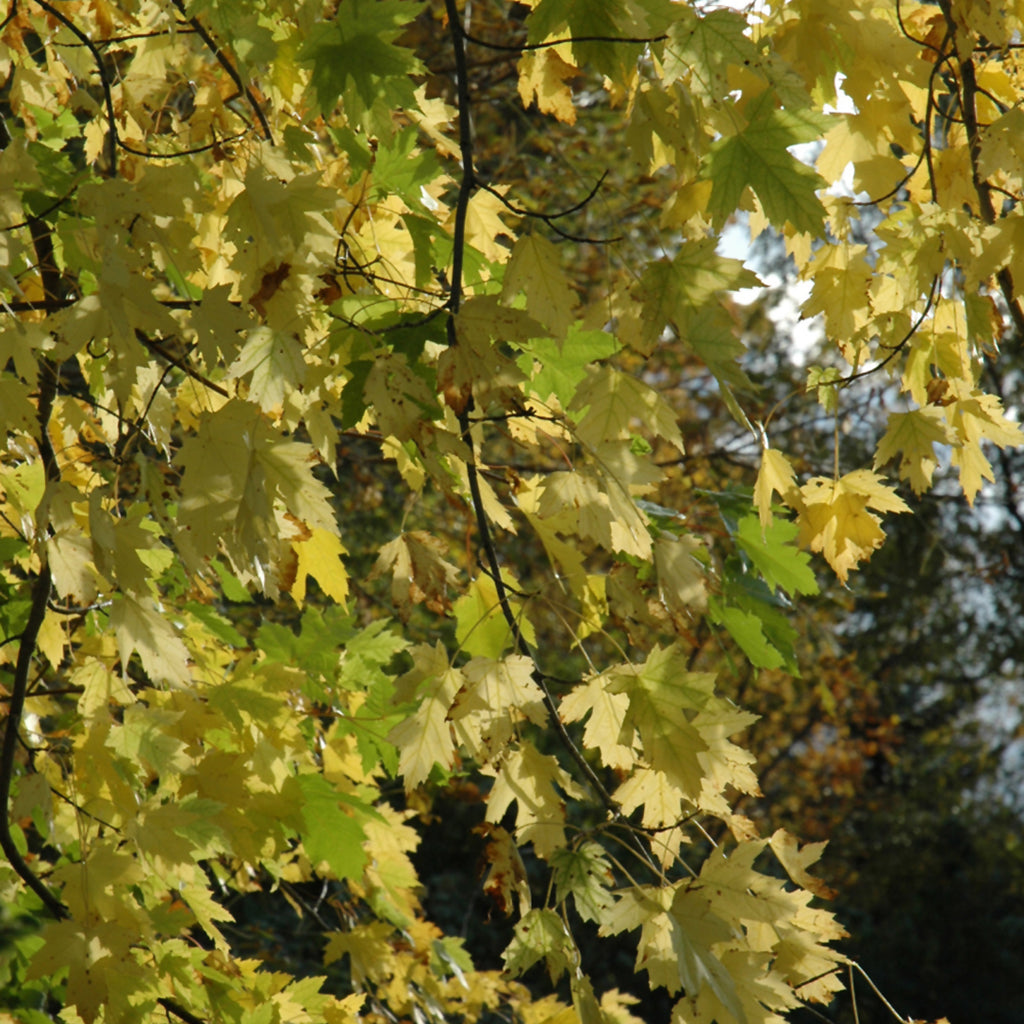 Silver Maple