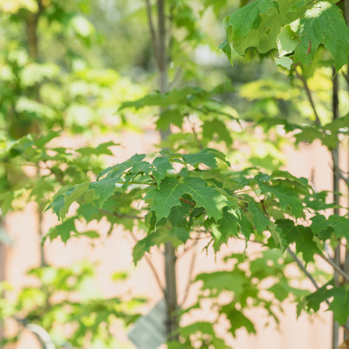 Sugar Maple  # 7 Container