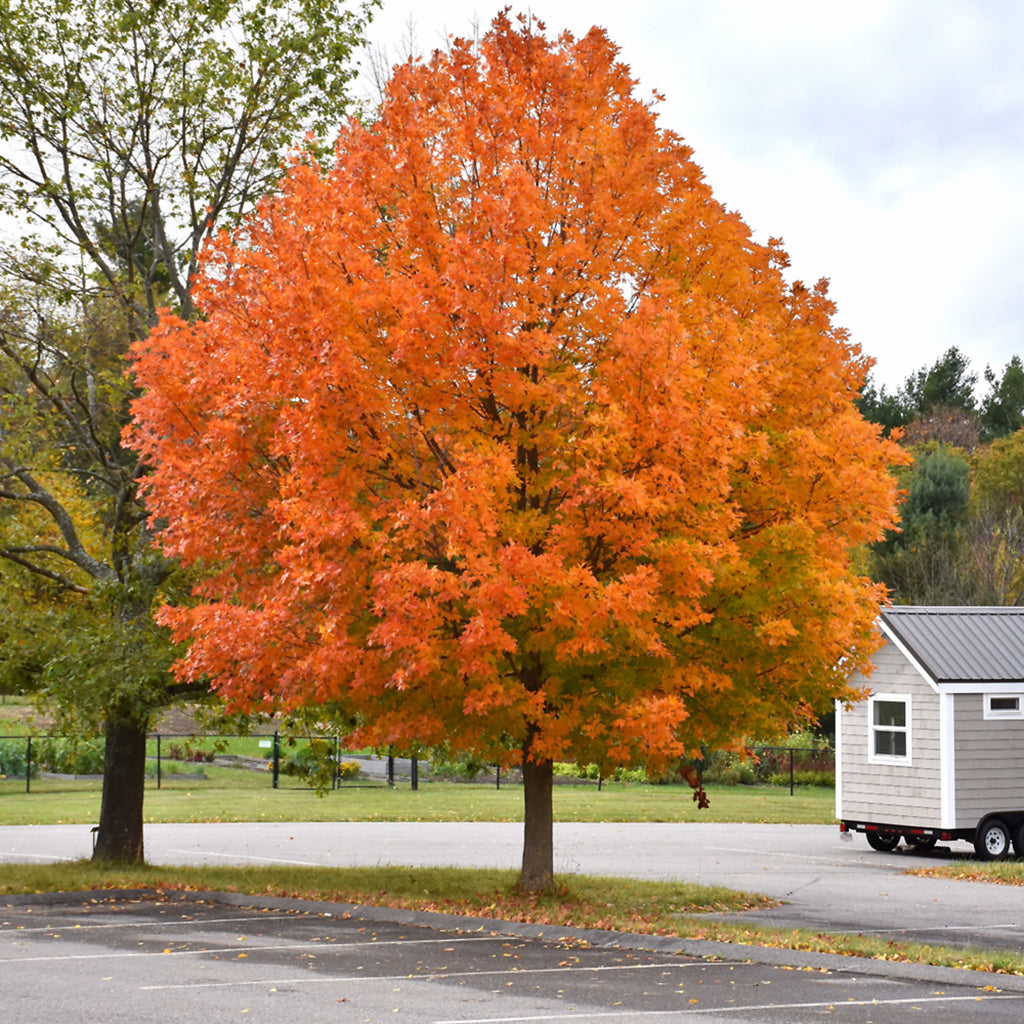 Sugar Maple