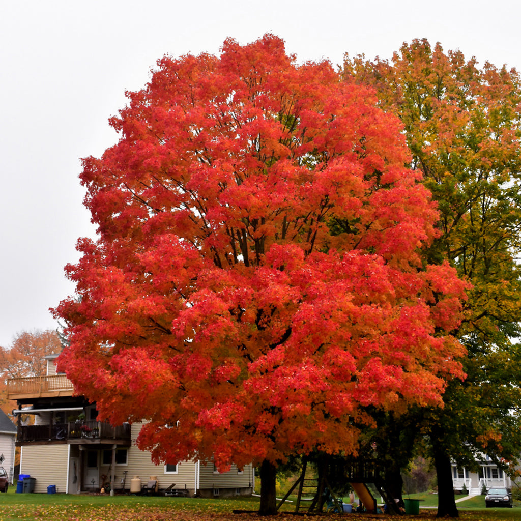 Green Mountain® Sugar Maple