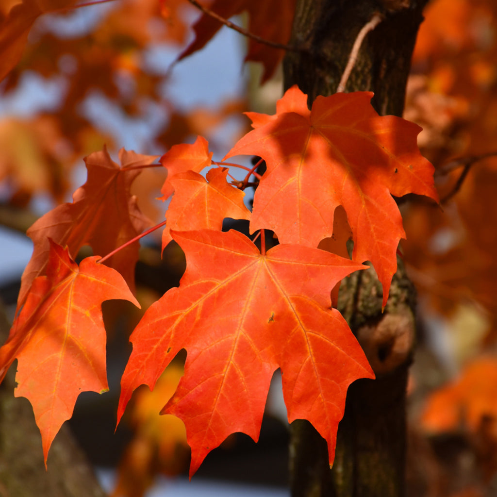 Green Mountain® Sugar Maple