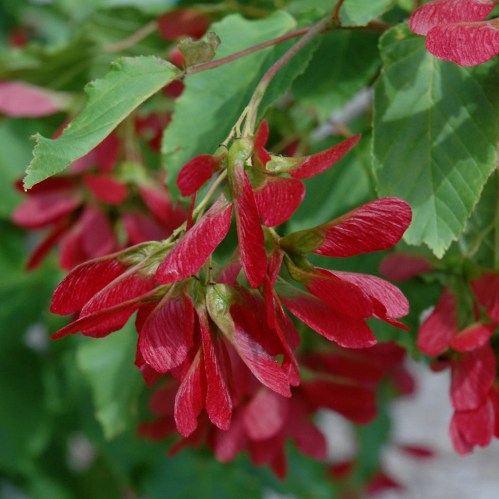 Hot Wings® Tatarian Maple