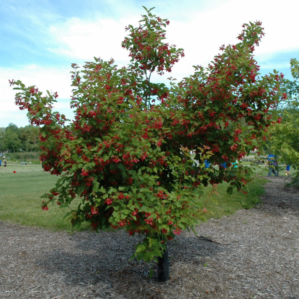 Hot Wings® Tatarian Maple