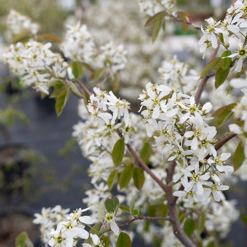 Shadblow Serviceberry # 15 Container