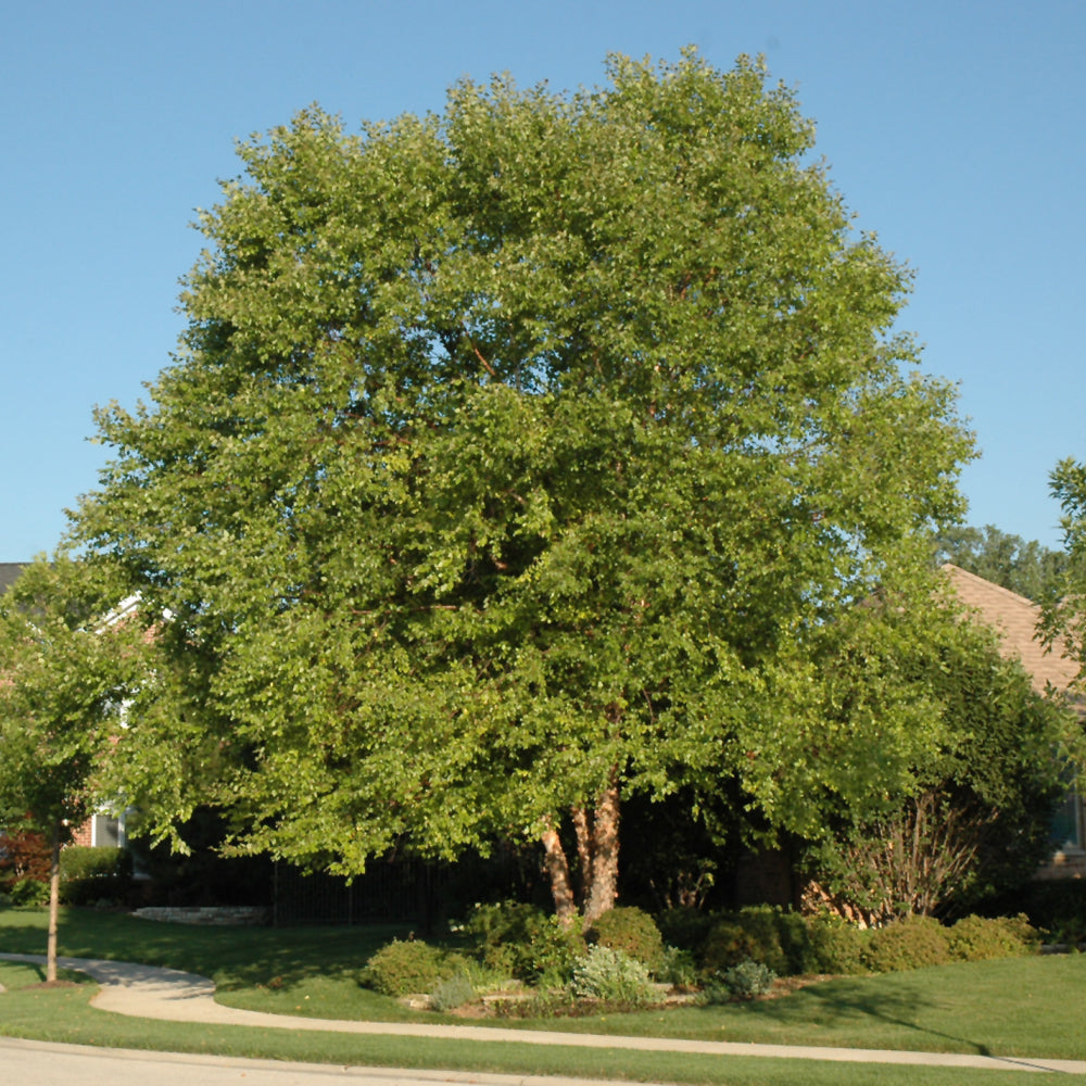 Heritage® River Birch (3-Stem)