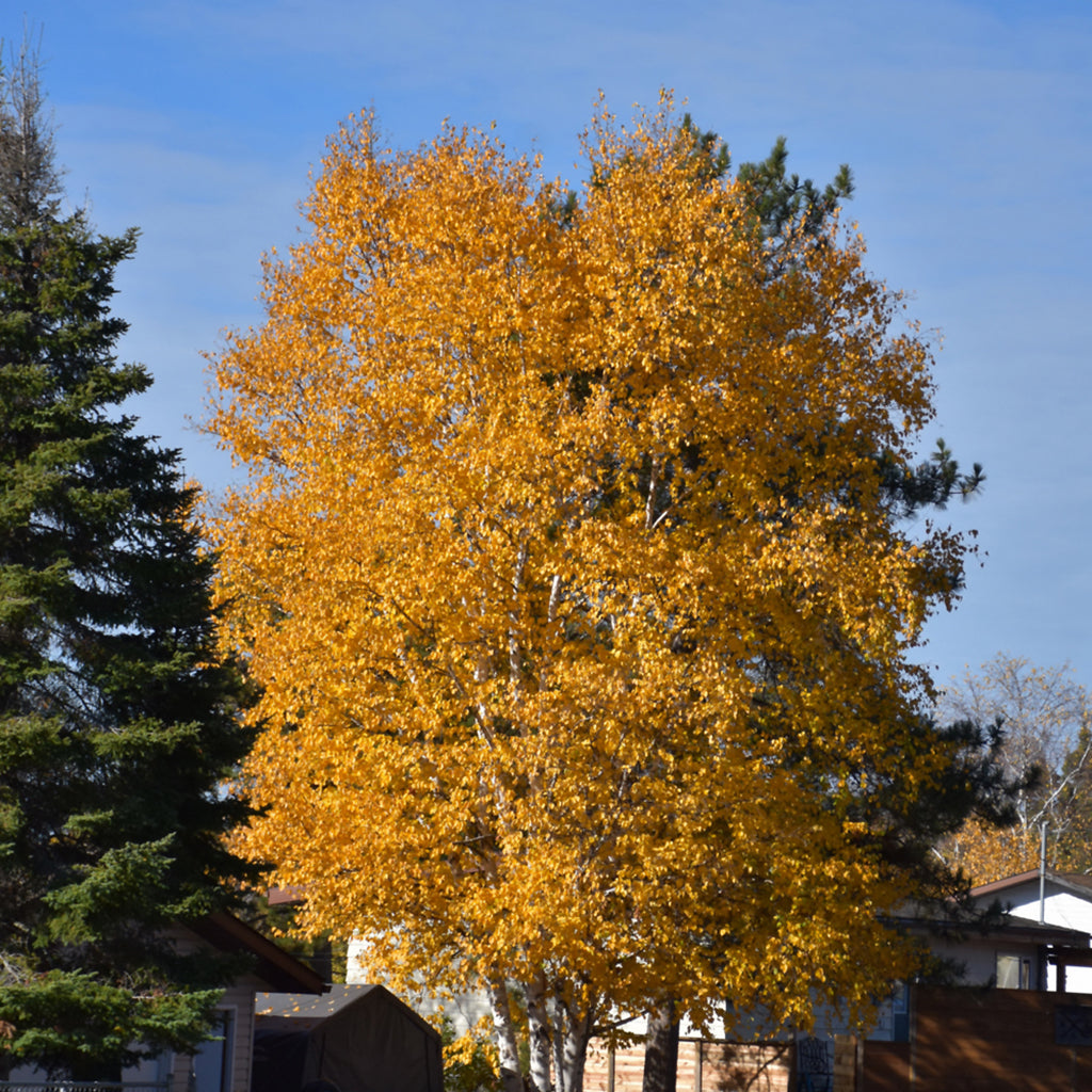Paper Birch (Clump 3-Stem)