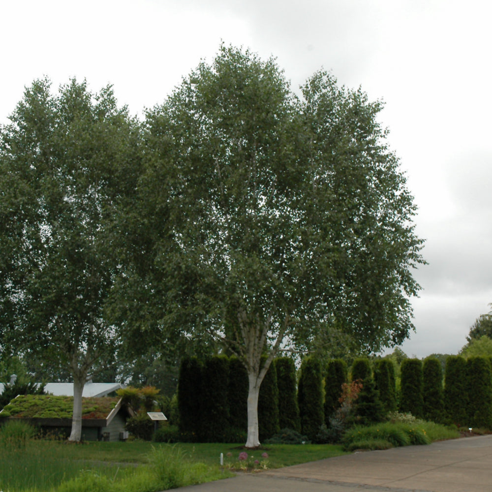 Whitebarked Himalayan Birch