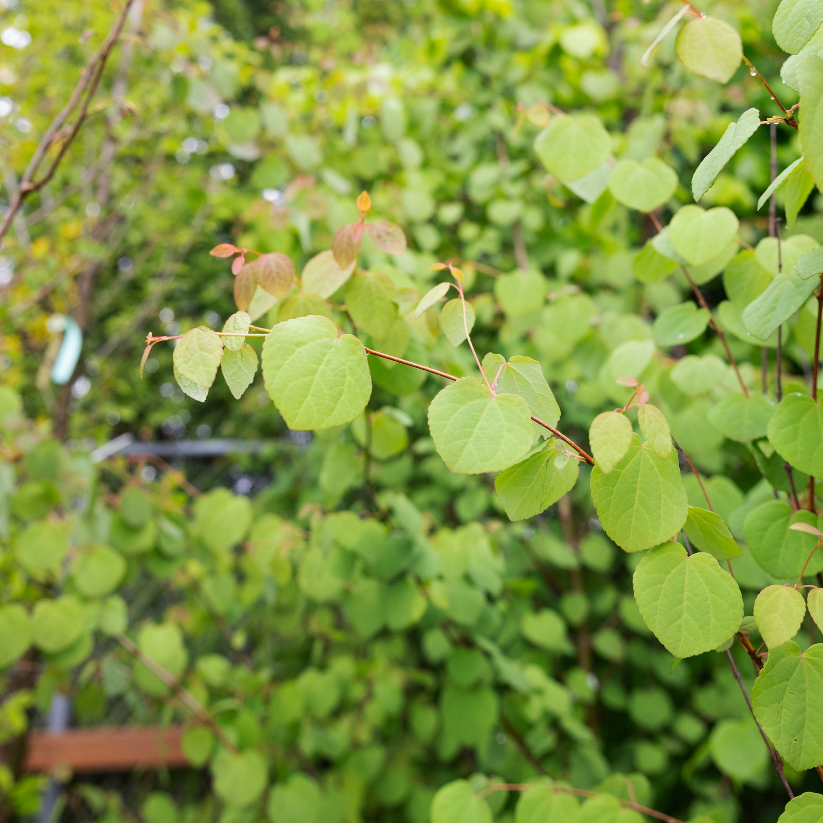 Katsura tree