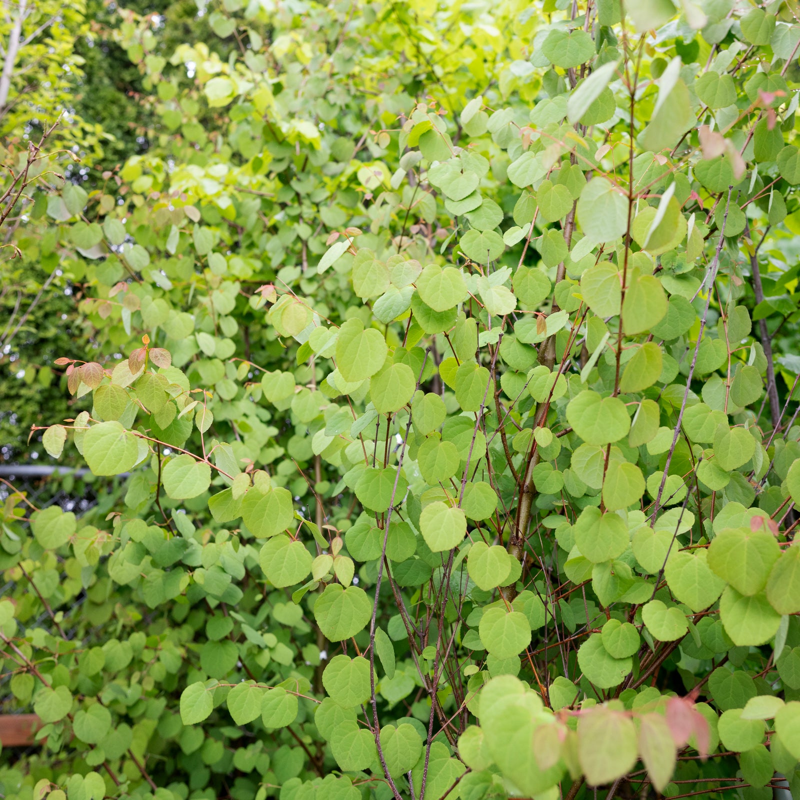 Katsura tree