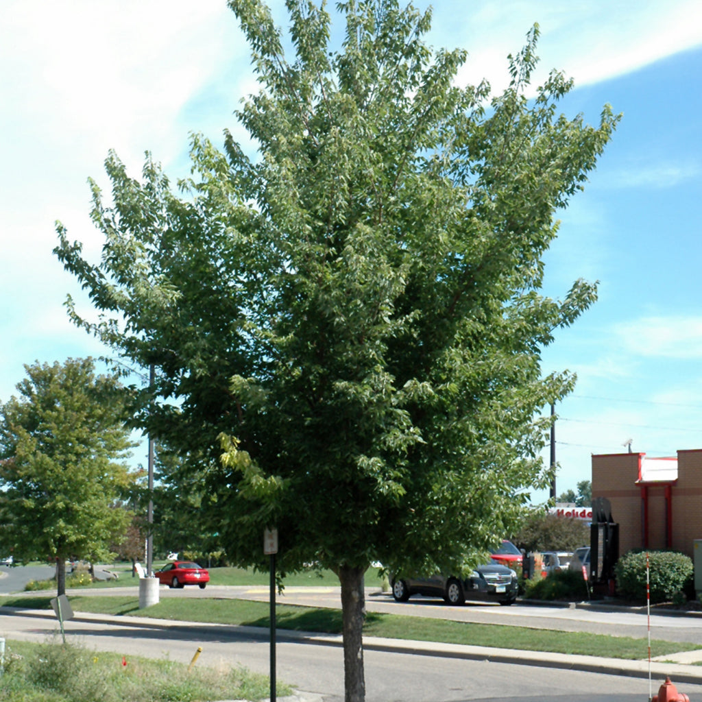 Common Hackberry