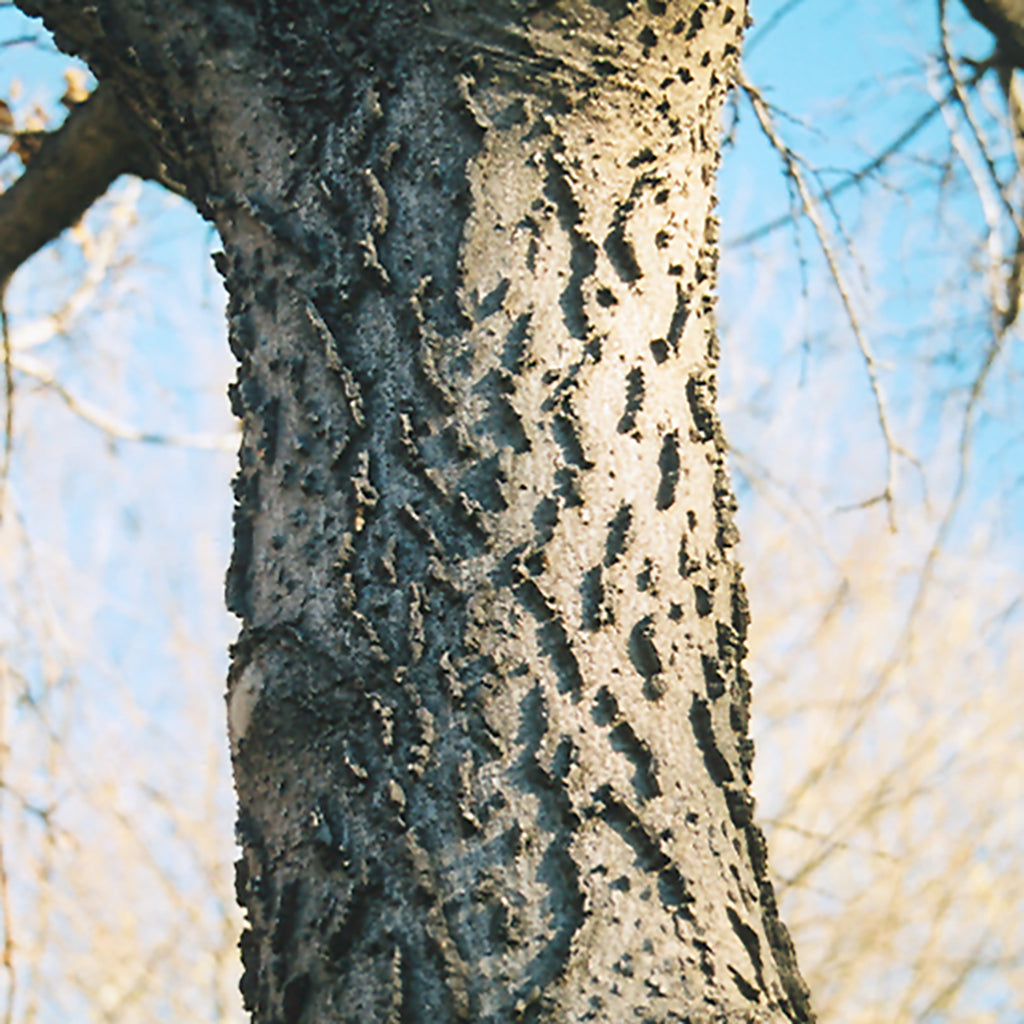 Common Hackberry